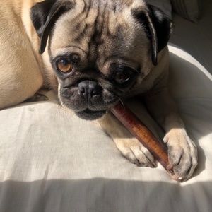 Meet your Posher, Monkee